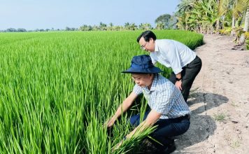 Đề án 1 triệu hecta lúa: Đi đúng hướng, kết quả tích cực