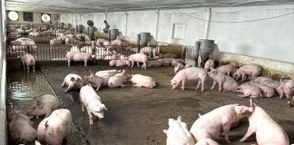 Vốn đầu tư vào nông nghiệp tại Gia Lai tiếp tục chiếm tỷ trọng lớn