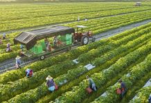 Từ cánh đồng đến tương lai: Trí tuệ nhân tạo có thể thay đổi ngành nông nghiệp ra sao