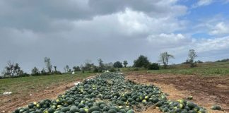 Gia Lai đề nghị hỗ trợ tiêu thụ hơn 2.400 ha dưa hấu đang vào vụ thu hoạch