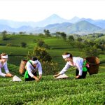 Phát triển sản phẩm OCOP gắn với du lịch – hướng đi gia tăng giá trị và thương hiệu địa phương