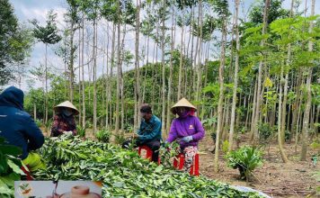 Trà Trầm Hương Tiên Việt: Giải pháp tự nhiên cho giấc ngủ ngon và sức khỏe