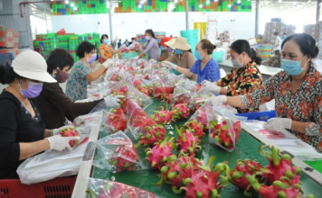 EU có thể sẽ “siết” chanh leo và thanh long của Việt Nam