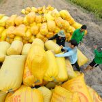 Đề xuất thu mua lúa gạo bổ sung dự trữ quốc gia