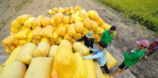 Đề xuất thu mua lúa gạo bổ sung dự trữ quốc gia