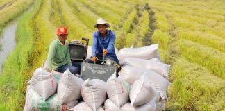 Tận dụng FTA để mở rộng thị trường, thúc đẩy xuất khẩu gạo trong tình hình mới