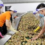 Doanh nghiệp xuất khẩu thực phẩm cần lưu ý quy định đăng ký mới của Trung Quốc