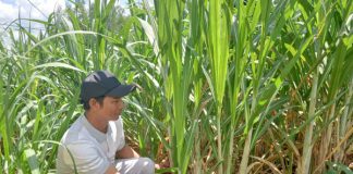 “Góp gió thành bão”, anh nông dân người Chăm ở Phú Yên trồng mía và rừng thành tỷ phú, sắm được dàn xe “khủng”