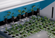 Singapore vận hành trang trại thẳng đứng cao nhất thế giới, ứng dụng AI và robot