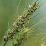 Giống lúa mì tím mở ra hướng nâng cao giá trị dinh dưỡng cho sản phẩm từ lúa mì