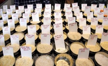 Cước vận tải “ghìm chân” xuất khẩu gạo châu Á