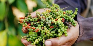 Xuất khẩu hồ tiêu tăng mạnh trong tháng 3