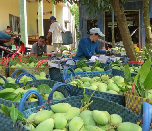 Bà con ĐBSCL lao đao vì rào cản kỹ thuật