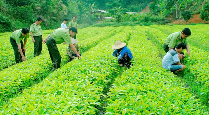 Xử lý nghiêm vi phạm trong buôn bán giống cây trồng giả