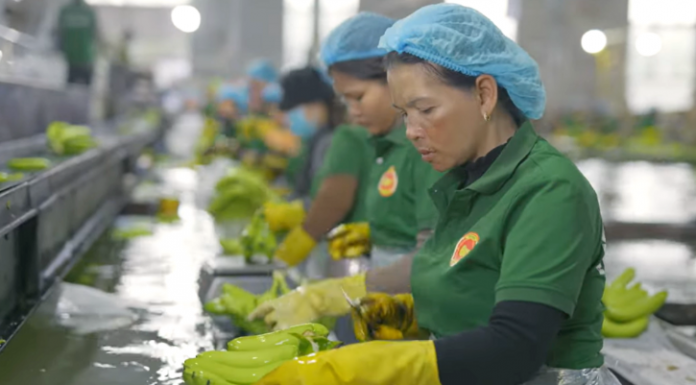 Công ty Duy Tân (Quảng Ngãi) dự thu hơn 100 triệu USD chuối tại Campuchia