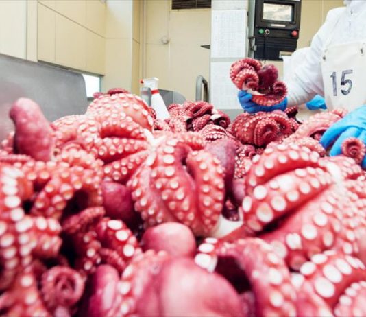 Xuất khẩu mực, bạch tuộc tăng trưởng mạnh